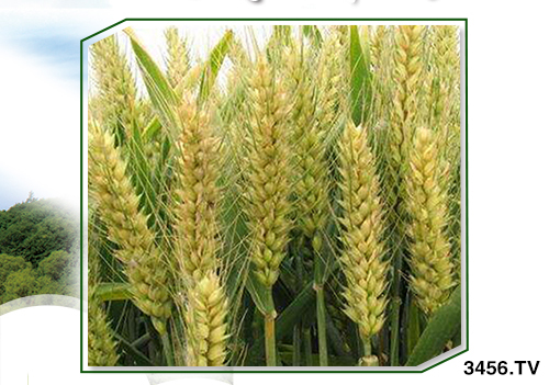 С?zhn)ôr(sh)򶬹횜(zhn)_Д࣡ԓ಻к