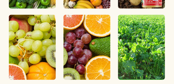 根腐康-五道豐 根腐康-五道豐