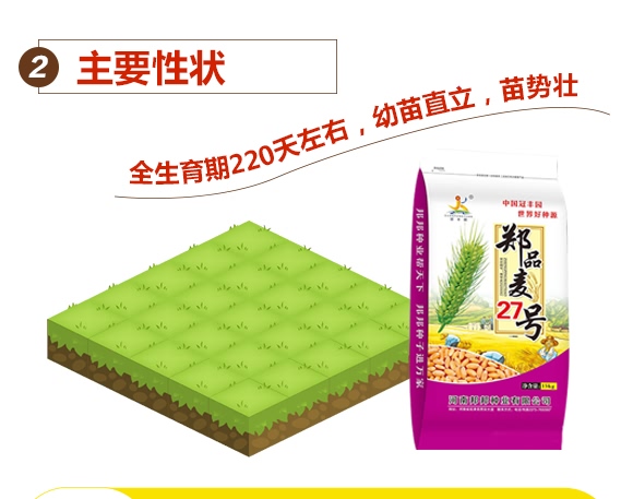 鄭品麥27號(hào)-小麥種子-邦邦種業(yè) 鄭品麥27號(hào)-小麥種子-邦邦種業(yè)