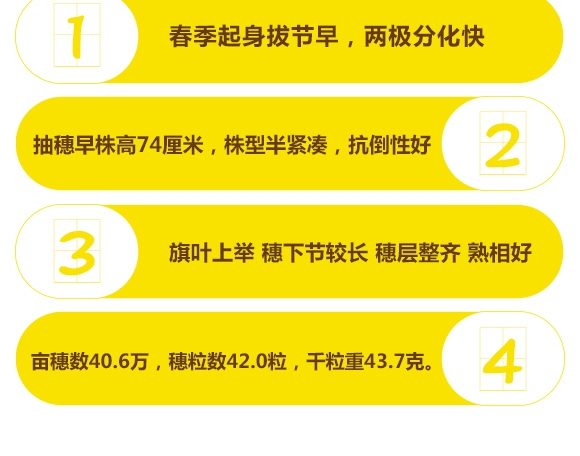 鄭品麥27號(hào)-小麥種子-邦邦種業(yè) 鄭品麥27號(hào)-小麥種子-邦邦種業(yè)
