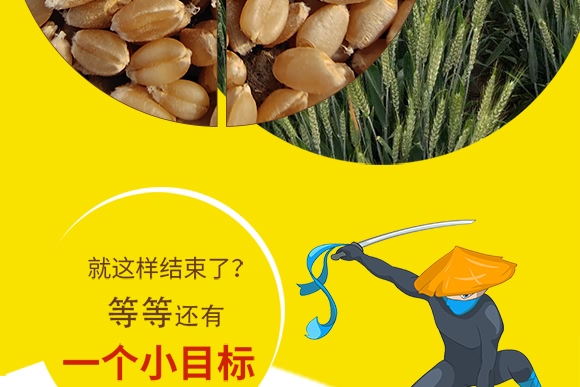 鄭品麥27號(hào)-小麥種子-邦邦種業(yè) 鄭品麥27號(hào)-小麥種子-邦邦種業(yè)