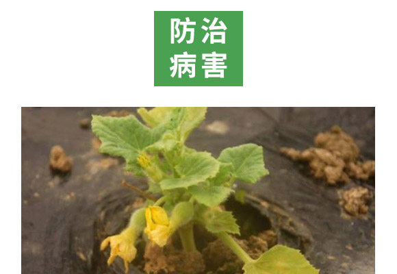 重茬根腐專用菌肥-萬(wàn)稼能-乾農(nóng) 重茬根腐專用菌肥-萬(wàn)稼能-乾農(nóng)