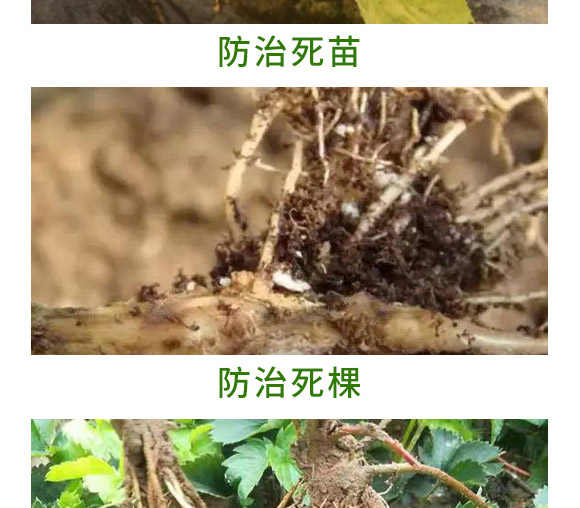 重茬根腐專用菌肥-萬(wàn)稼能-乾農(nóng) 重茬根腐專用菌肥-萬(wàn)稼能-乾農(nóng)