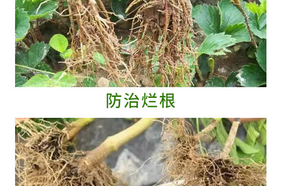 重茬根腐專用菌肥-萬(wàn)稼能-乾農(nóng) 重茬根腐專用菌肥-萬(wàn)稼能-乾農(nóng)
