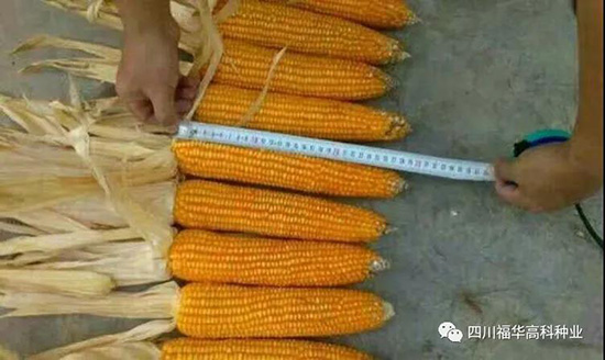 和睦玉918-玉米種子-福華高科 和睦玉918-玉米種子-福華高科