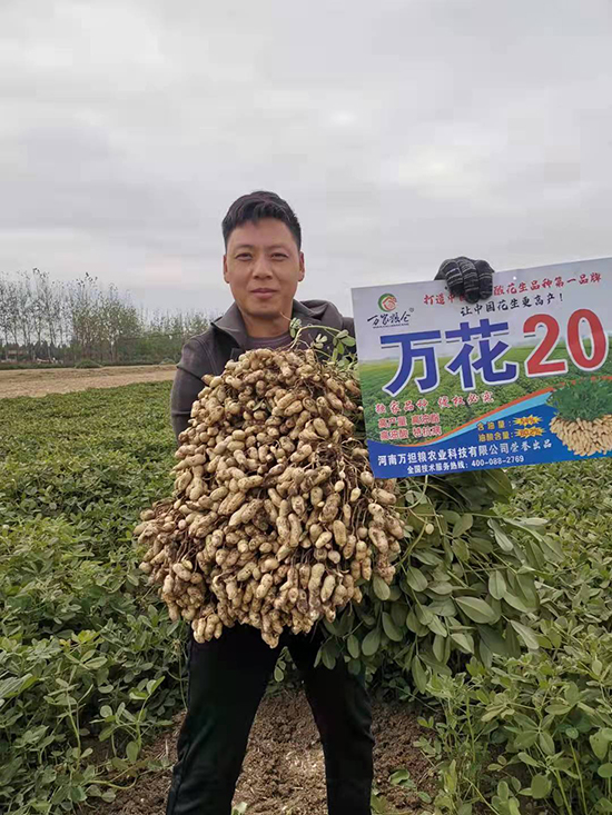 萬花20-花生種子-萬擔(dān)糧 萬花20-花生種子-萬擔(dān)糧