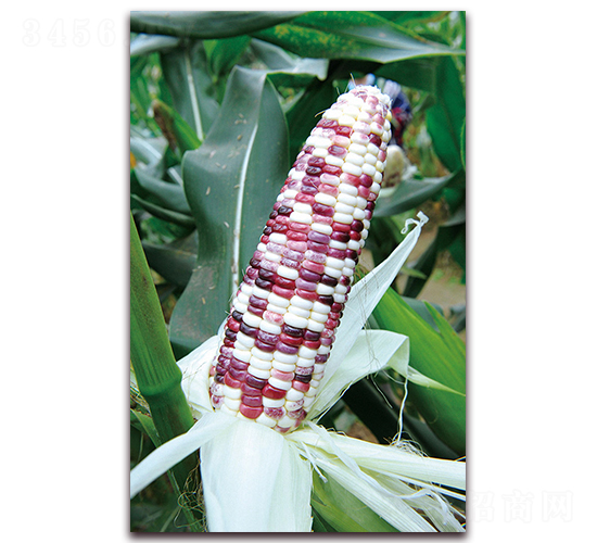 AŴ1̖(ho)-Ŵ׷N-ANI(y)