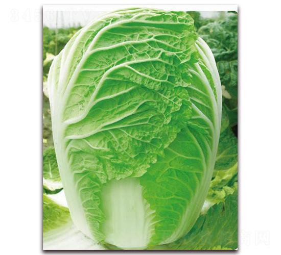 真好吃-白菜種子-新世紀