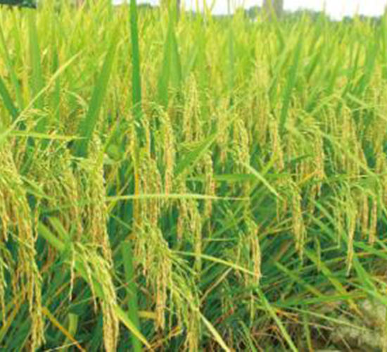 Ƀ(yu)1̖(ho)si-ˮN-r(nng)S