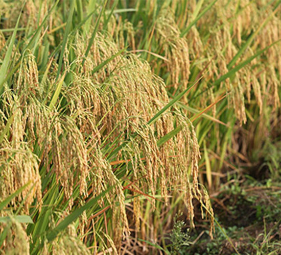 (chung)Ƀ(yu)276-ˮN-rS