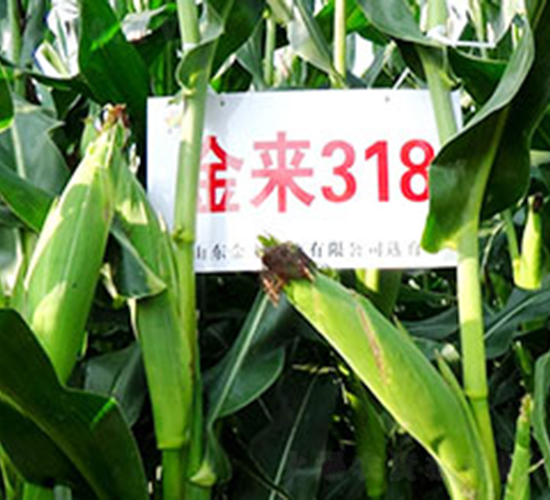 (li)318-׷N-(li)NI(y)