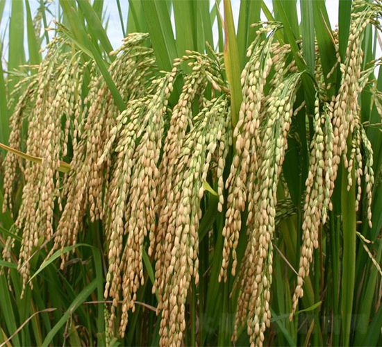 (yu)140-ˮN-r(nng)I(y)