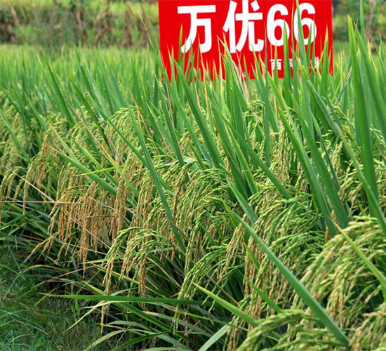 f(wn)(yu)66-ˮN-r(nng)I(y)