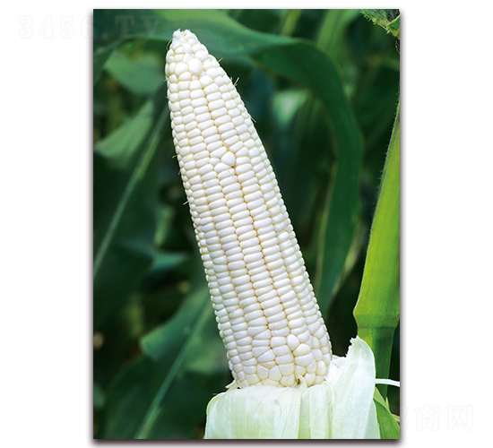 柳糯8號-糯玉米種子-金農(nóng)科