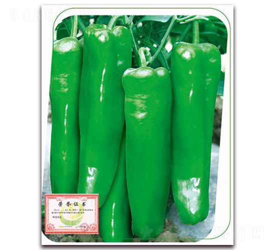 國美-辣椒種子-鼎優(yōu)農(nóng)業(yè)