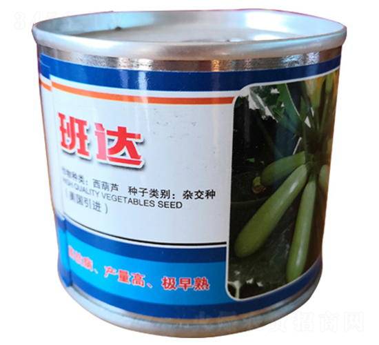 班達(dá)-西葫蘆種子-金馬開(kāi)元