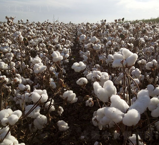 50̖(ho)-޻N-ʥ̷NI(y)