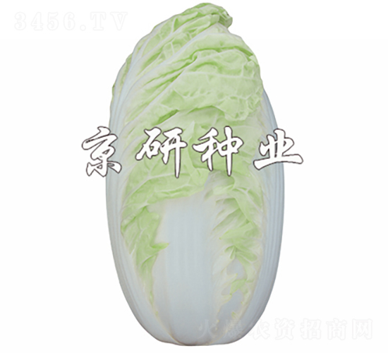 京夏4號-白菜種子-京研種業(yè)