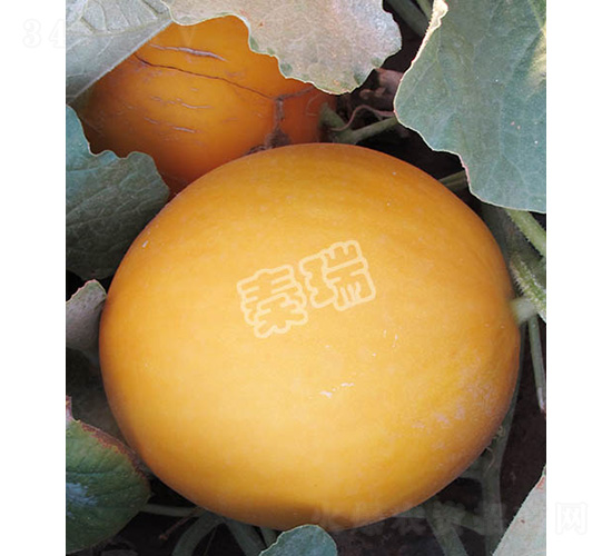 世紀(jì)紅尊-甜瓜種子-秦瑞