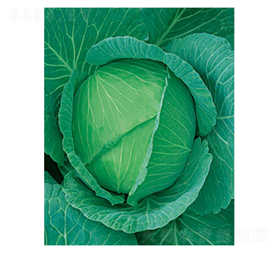 Sһ̖(ho){(ln)-̫(l)NI(y)