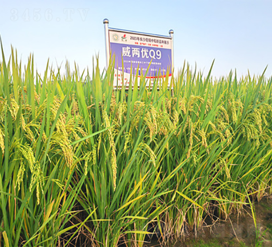 Ƀ(yu)Q9-ˮN-𽡷NI(y)