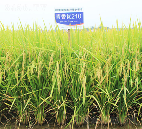 マ(yu)210-ˮN-𽡷NI(y)