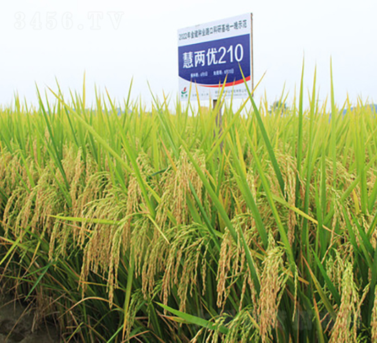 ۃɃ(yu)210-ˮN-𽡷NI(y)