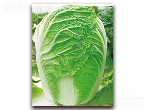 真好吃-白菜種子-新世紀