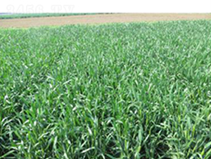 (j)262-СN-r(nng)I(y)