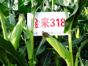 (li)318-׷N-(li)NI(y)