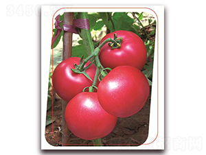 ·ʿ-ѷN-(yu)r(nng)I(y)