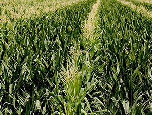 平安134-平安種業(yè)