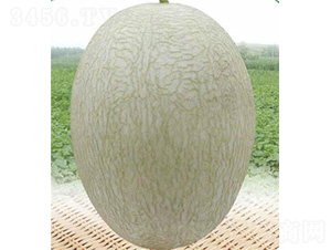 ̩۶̖(ho)-ϷN-̩_(d)