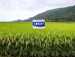 マ(yu)261-ˮN-𽡷NI(y)