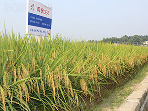 Ƀ(yu)336-ˮN-𽡷NI(y)