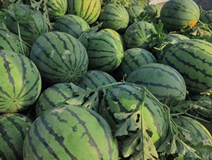 S16̖(ho)-ϷN-SNI(y)