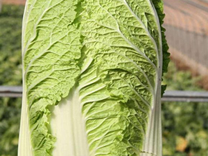 ذһ̖(ho)-ײ˷N-SNI(y)