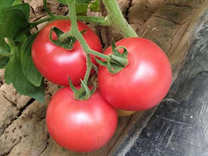 ߿12̖(ho)-ѷN-SNI(y)